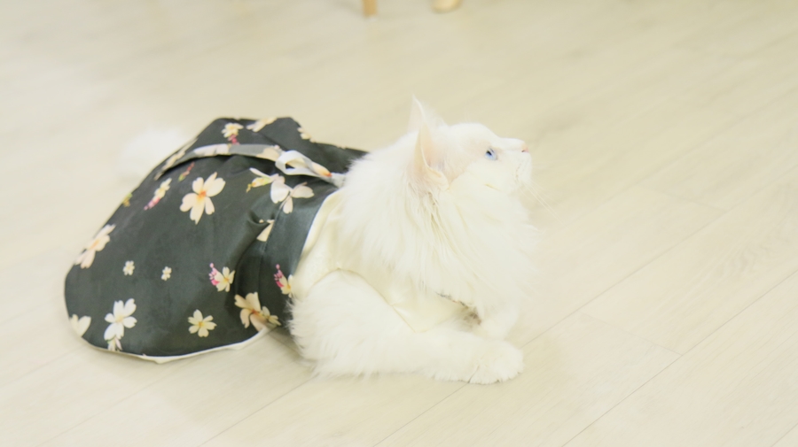 NEW DOG FASHION By Yuliya Handmade Cat Hanbok, Pup