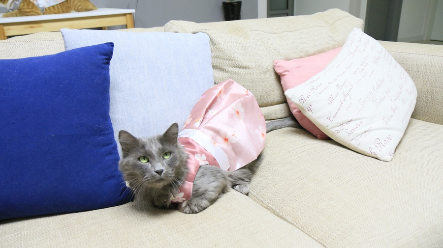 NEW DOG FASHION By Yuliya Handmade Cat Hanbok, Pup