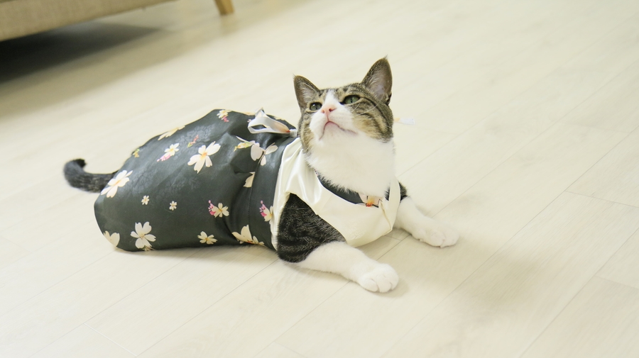 NEW DOG FASHION By Yuliya Handmade Cat Hanbok, Pup