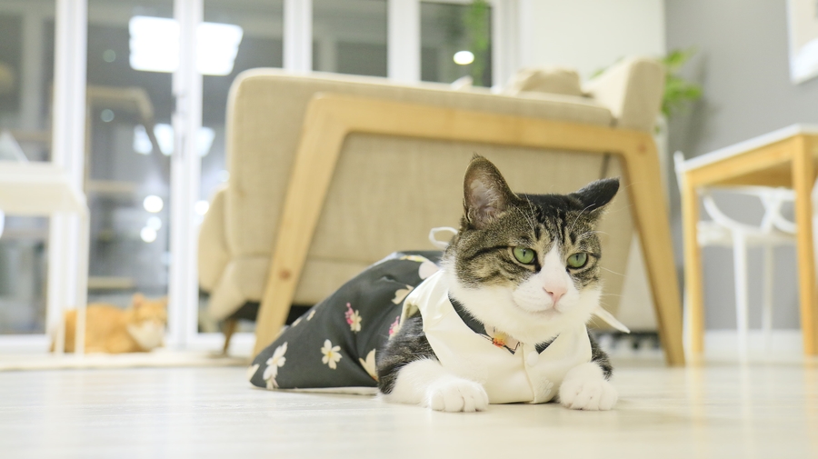 NEW DOG FASHION By Yuliya Handmade Cat Hanbok, Pup
