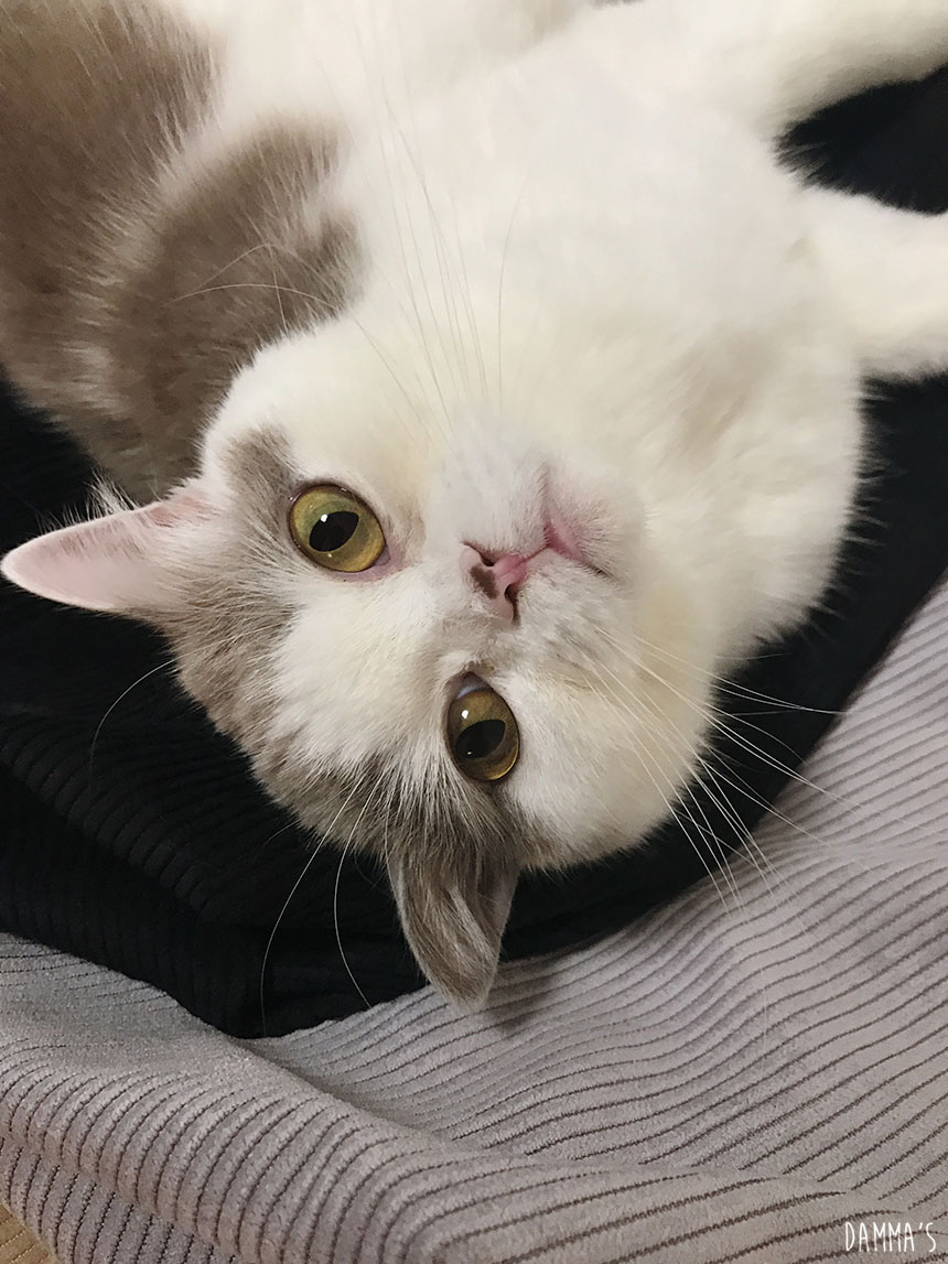 Corduroy corduroy eco bag 5color