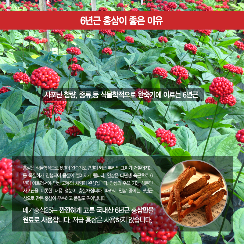 Korea Ginseng Mega Red Ginseng 25 Vitamin Angels H